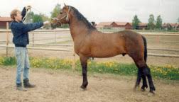 Trilbrook Daring, foto Sofie Johansson