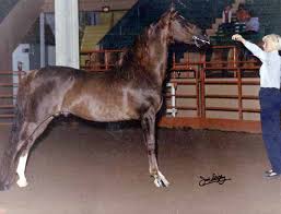 Hanover Super Dan 2