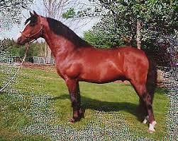 Ekens Big Indian Chief 17