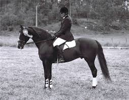 Isaksbo Justin 11. Ryttare Camilla Tenn