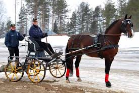 Hagas Farmer Boy 29. Foto: Bitte Torbjörnsdotter