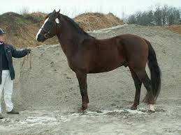 Lakrits 24