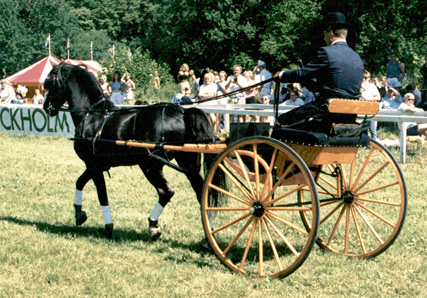 Hanover Super Dan 2