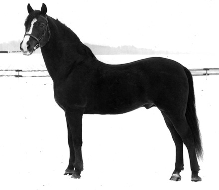 Hanover Super Dan 2