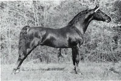 Hanover Super Dan 2